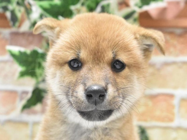 埼玉県の柴犬(標準サイズ) (ペッツワン熊谷籠原店/2024年10月1日生まれ/女の子/赤)の子犬